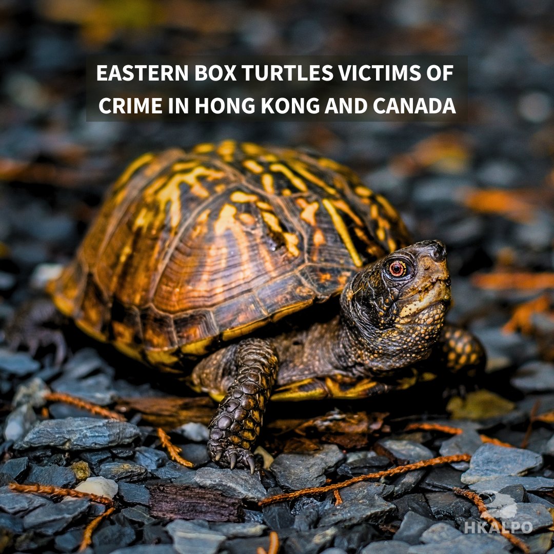 HongKongALPO's tweet photo. #Easternboxturtles have become victims of two distinct crimes in #HongKong and #Canada, highlighting the perilous intersection of #wildlifetrafficking and #habitat destruction.

Read: https://t.co/RNbz4ZckMQ https://t.co/kiTJ8ftOgm