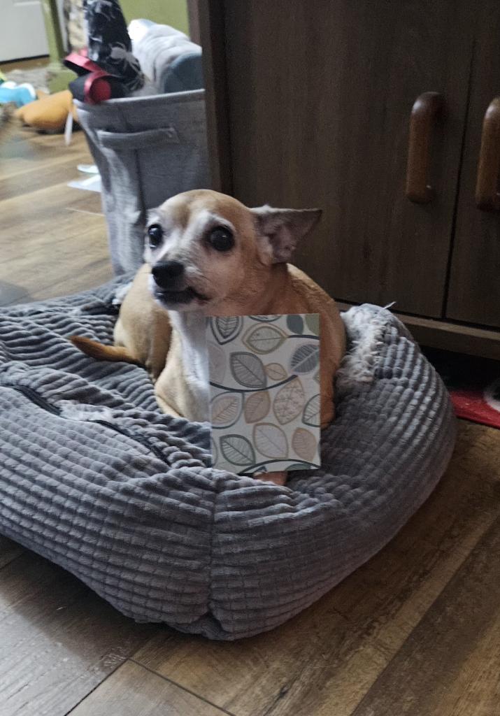 paco5775's tweet photo. Some days are difficult. But when friends send an uplifting card, it totally changes our outlook. Thank you so much, Lily and Grandma Liz โค๏ธโค๏ธโค๏ธ @SirSpencerPug You are our family ๐ฅฐ๐ฅฐ๐ฅฐ #dogsoftwitter #TeamTiki #Friends4Ever #PrayForNina https://t.co/VgFN7zeLoi