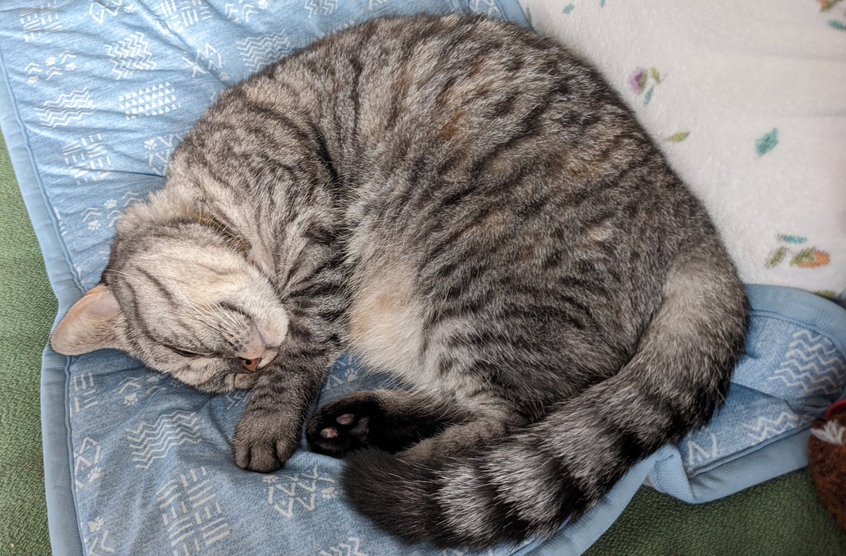 kopanda88's tweet photo. 隣に来て寝ているあんちゃん
敷物は昨年の猛暑の時期に買った
N COOLペットパット
ずっと使ってくれなかったけど
ここに来てお気に入りに
あんちゃんの物は捨てちゃだめだわ
いつお気に入りになるかわからない
#NCOOL #猫かわいいね #猫と楽しく暮らそう https://t.co/JhVhESt5cR