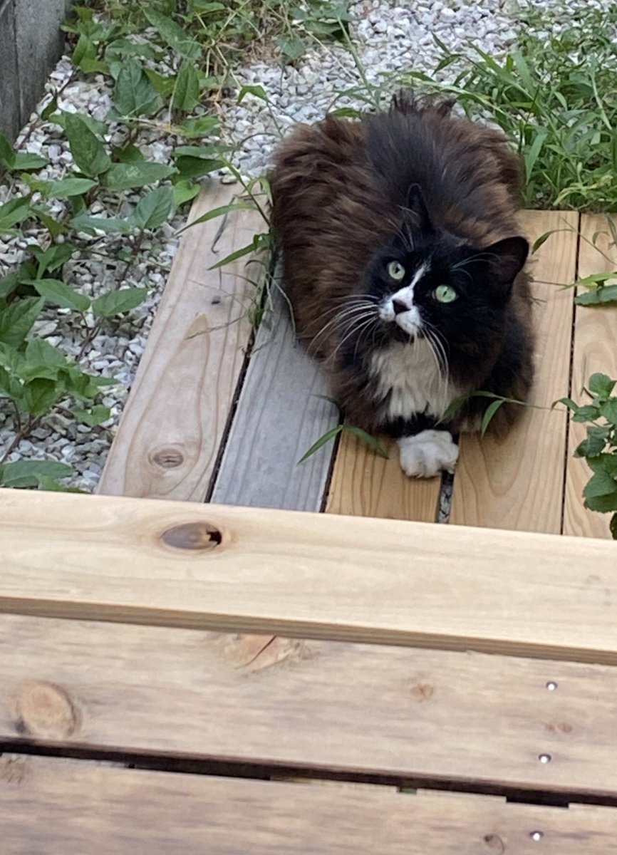 kuronyannel's tweet photo. くろニャンです。  
#猫 #野良猫 #くろニャン #長毛 #cat #black #猫好き #猫のいる暮らし #猫のいる日々 #くつろぎ猫 #まったり猫 https://t.co/r1vrwJL5CI