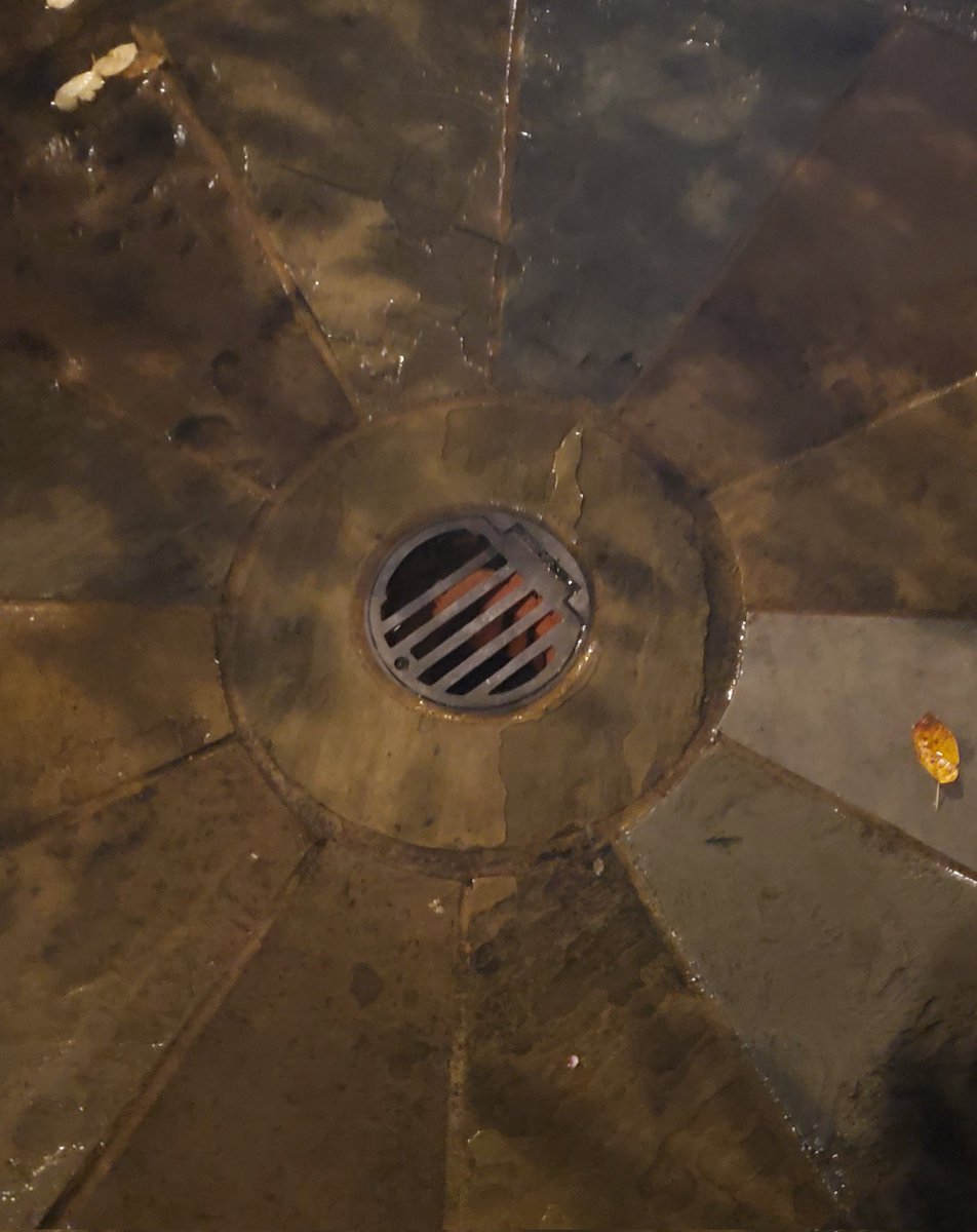 Lisa Dahlgren tweet media