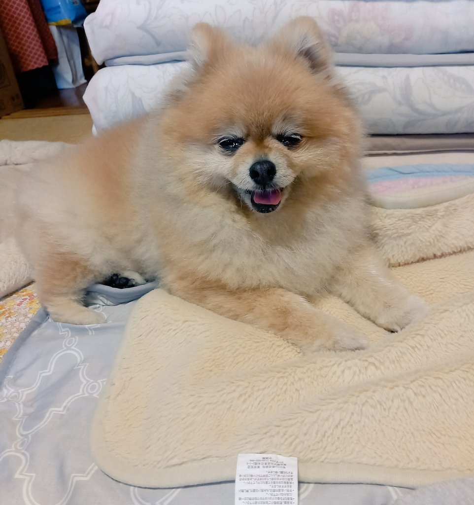 おはようございます。早起きせっちゃんはもう眠いようです💤

#ポメラニアン