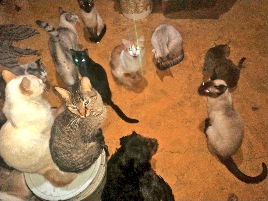 viripeludos's tweet photo. 🆘 amigos hoy se termina el alimento para los michis 🙀 y también ya urge desparacitar a toda la manada por favor nos podrán dar una patita🐾 también nos ayudan adoptando a alguno de ellos 🙏 mañana temprano voy a ir por arena ayúdame a poder comprar alimento por favor 🙏🆘🆘 https://t.co/oSqNhCvIGx
