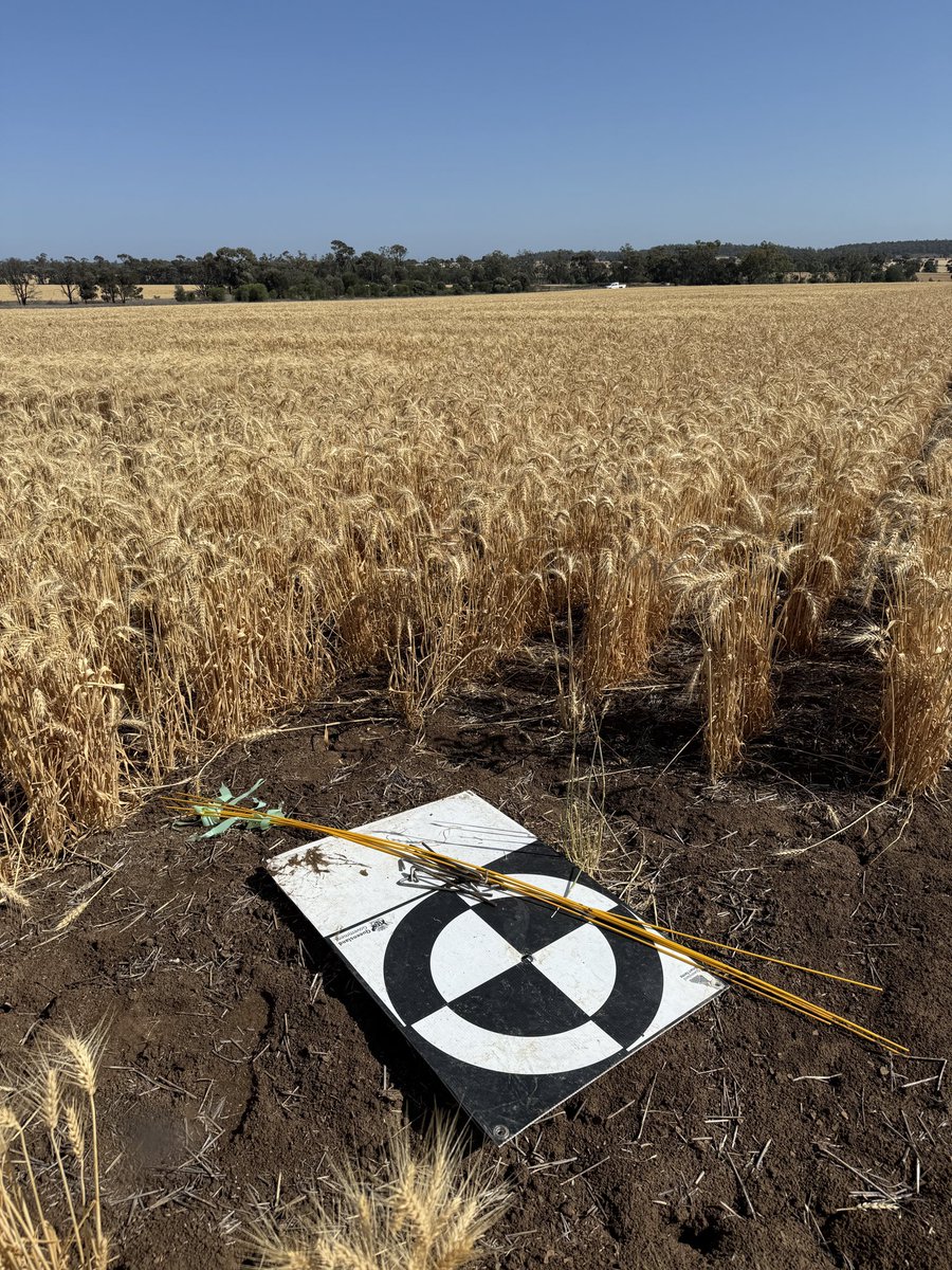 Pulling up pegs as a @DAFQld senior research agronomist after 10 years and almost 17 with the department. Time for a break and a change. Big thanks to all the amazing researchers, technicians and growers I have worked with and learnt so much from over that time. <a href="/GRDCNorth/">GRDC North</a>