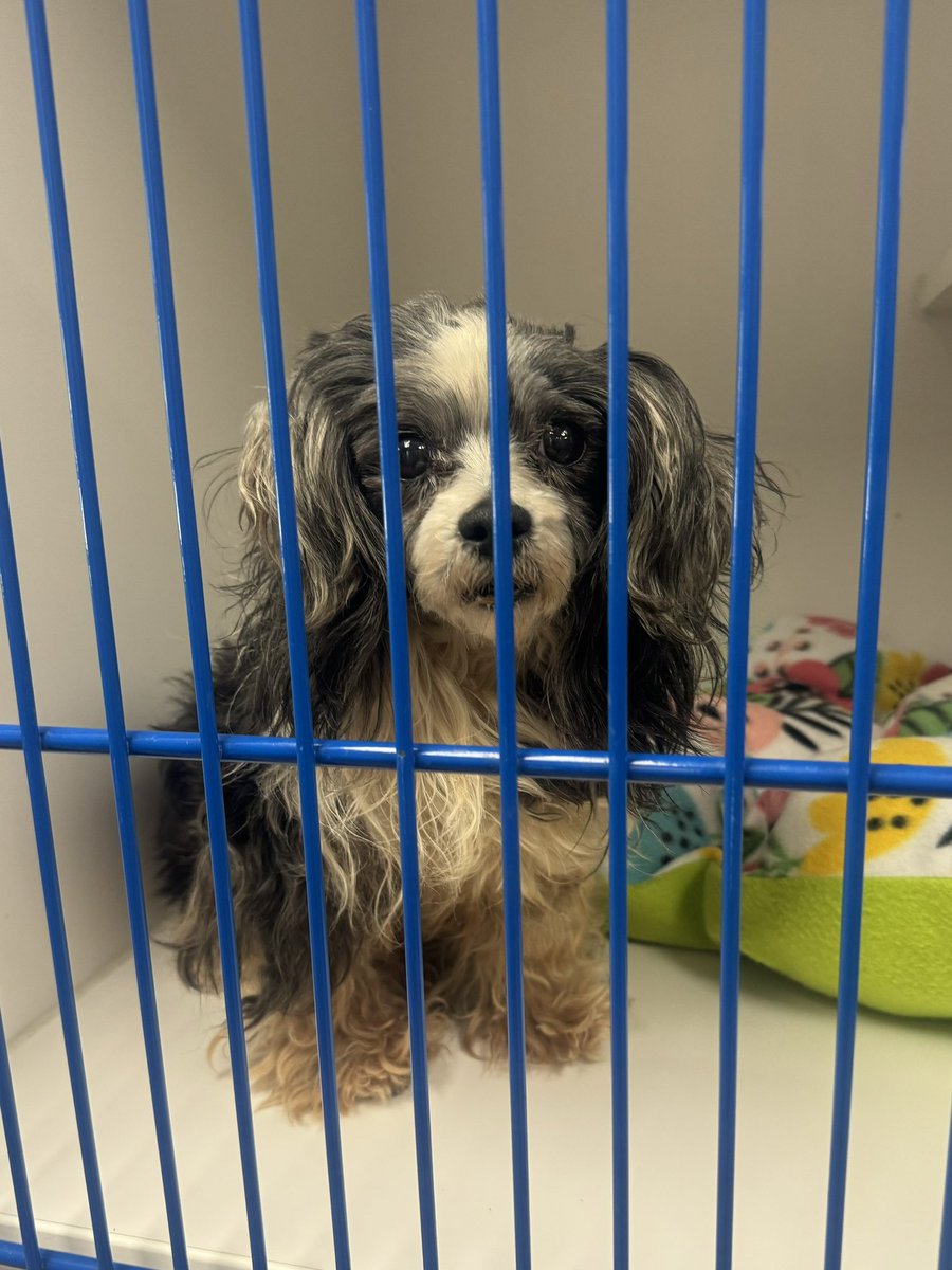 This little sweetie is one out of 44 dogs rescued from a house in Burton. The dogs are now safe at Genesee County Animal Control. 

I’ll have an update on how the dogs are doing and the outpour of support the shelter has received at 6pm on <a href="/WNEMTV5news/">WNEM TV5 News</a>.