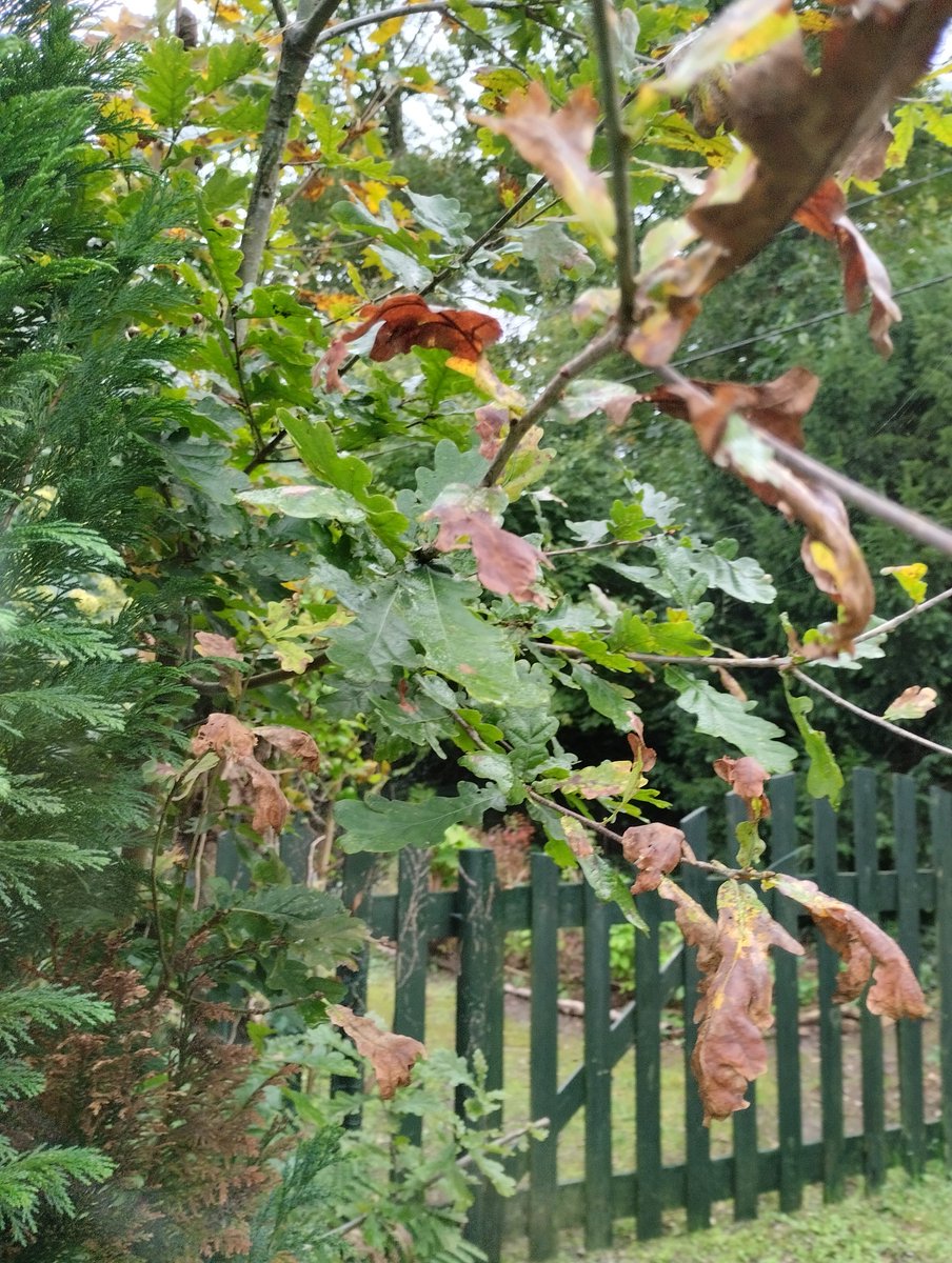 dlrchantal's tweet photo. #NaturePhotography #AutumnColors #VineAndIvy #SeasonalBeauty #NatureLovers #FallFoliage #LeafPeeping #BotanicalBeauty #GardenInspiration #NatureArt #Greenery #PlantLovers #OutdoorPhotography #NaturePerfection #ColorfulLeaves #delari #MyGarden https://t.co/aQ9ZWBOA1w