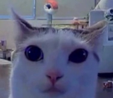 stickydacat tweet media