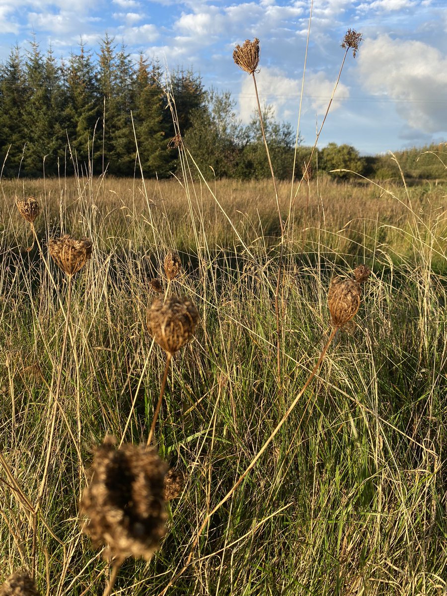 EditorGrainneT's tweet photo. I woke to torrential rain, but an evening #StetWalk was golden, especially after being stuck inside for a most of the past week. https://t.co/gQYnBCHlbs