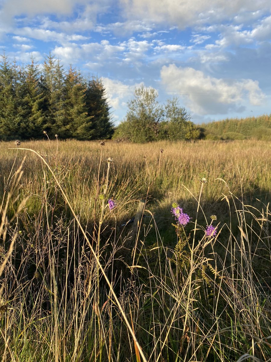 EditorGrainneT's tweet photo. I woke to torrential rain, but an evening #StetWalk was golden, especially after being stuck inside for a most of the past week. https://t.co/gQYnBCHlbs