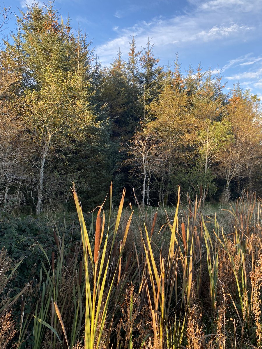 EditorGrainneT's tweet photo. I woke to torrential rain, but an evening #StetWalk was golden, especially after being stuck inside for a most of the past week. https://t.co/gQYnBCHlbs