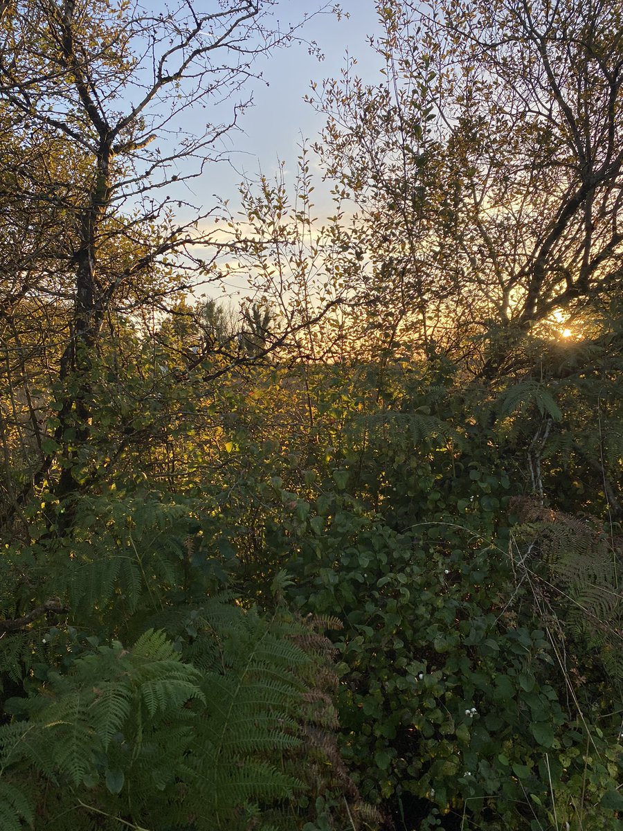 EditorGrainneT's tweet photo. I woke to torrential rain, but an evening #StetWalk was golden, especially after being stuck inside for a most of the past week. https://t.co/gQYnBCHlbs