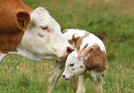 MyVegan_Reach's tweet photo. Mother cows carry calves for nine months, much like humans. Each calf, with its unique personality, forms lifelong friendships. Unfortunately, veal calves miss out on this bond and companionship, starting their lonely journey at a dairy farm. #endspecisism https://t.co/2UMNSKrJG0