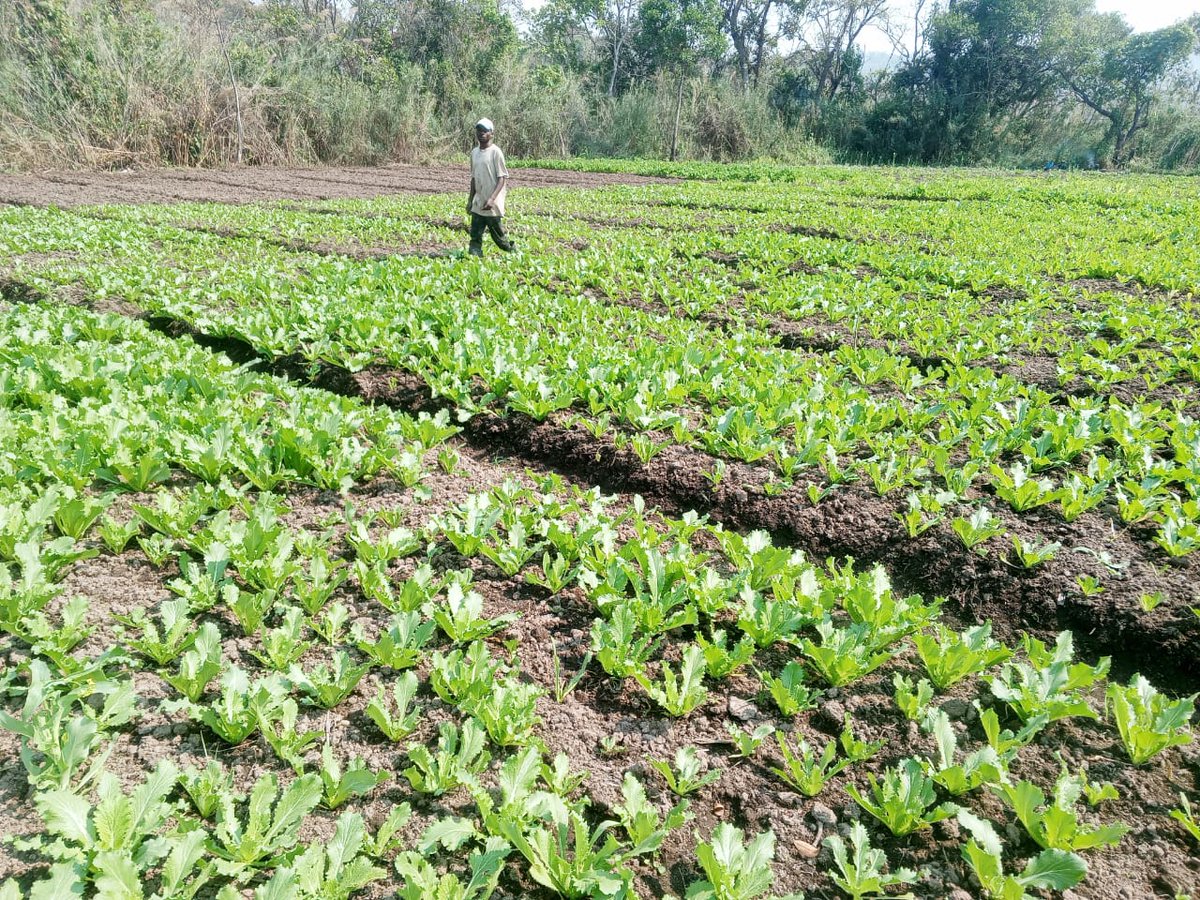 Upemba National Park tweet media