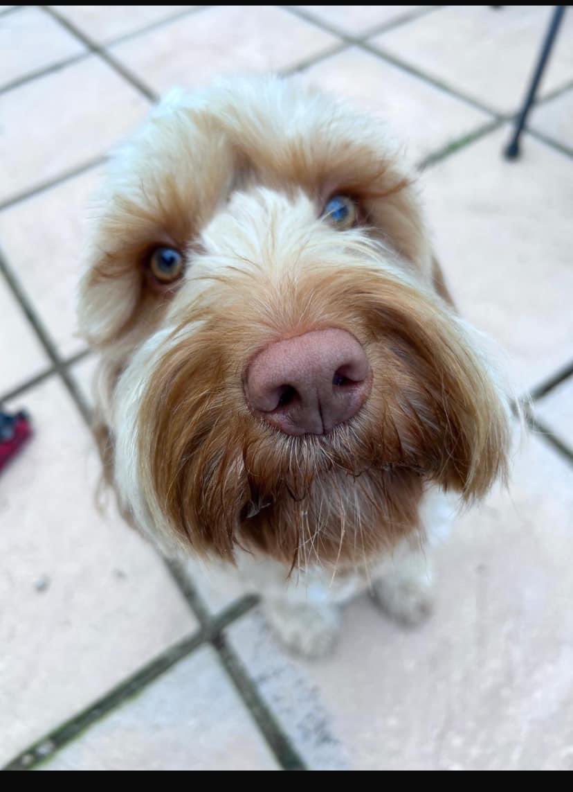 rosieDoc2's tweet photo. @Banchorygolf pls RT TY 💔
Isla missing 12 weeks around #durridmast
She can be in #Durris , #banchory,#stonehaven, #aboyne,#glendye or on way to #Aberdeen
Sightings are needed
Tons of investigations and ppl working in background.
Call 07415882272/07881 854735
#SpanielHour https://t.co/xskLdEScfd