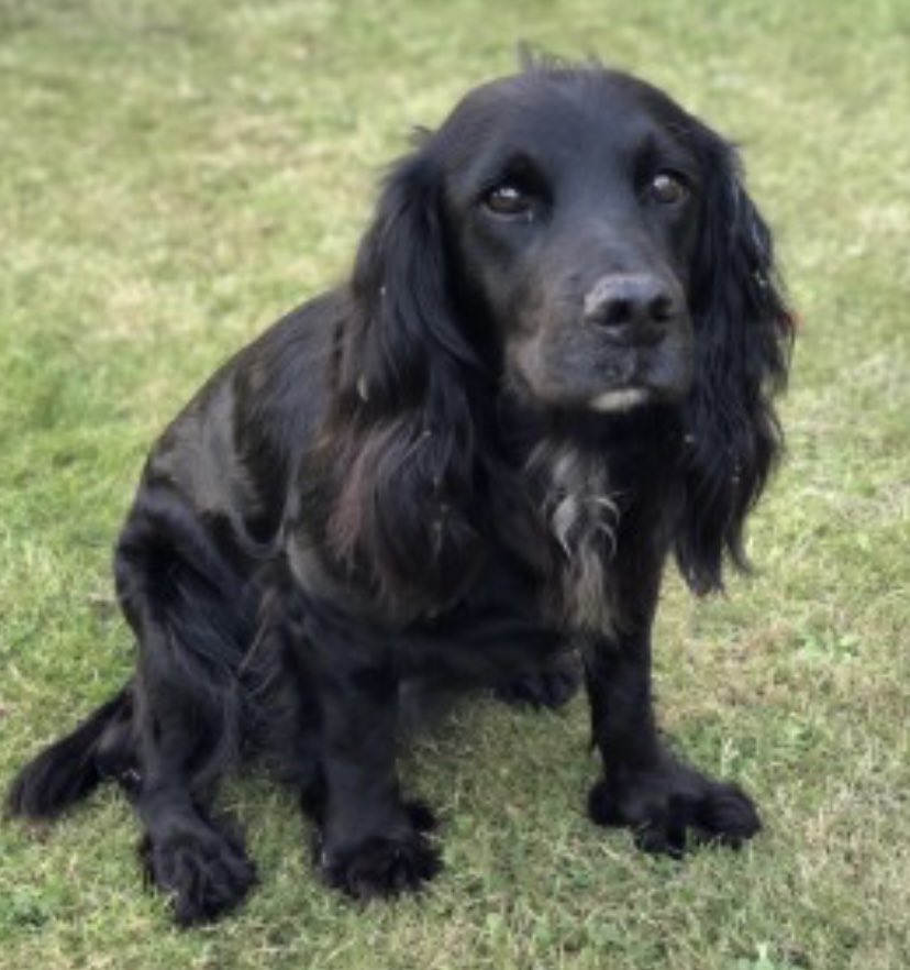 rosieDoc2's tweet photo. #SpanielHour
PEPPER female #Sprocker OLDER ADULT #STOLEN
#RH10 area
Black with white chest
CHIPPED & SPAYED
6/4/21
#Rowfant #WestSussex
So sad
https://t.co/R5Vm8lnMRP
@RachaelB100 @juliagarland73 @BitofDecorum @qu1ncey @janice_adams3 @Gracieglo @LindaK89229939 https://t.co/Bu6eIEvAbz