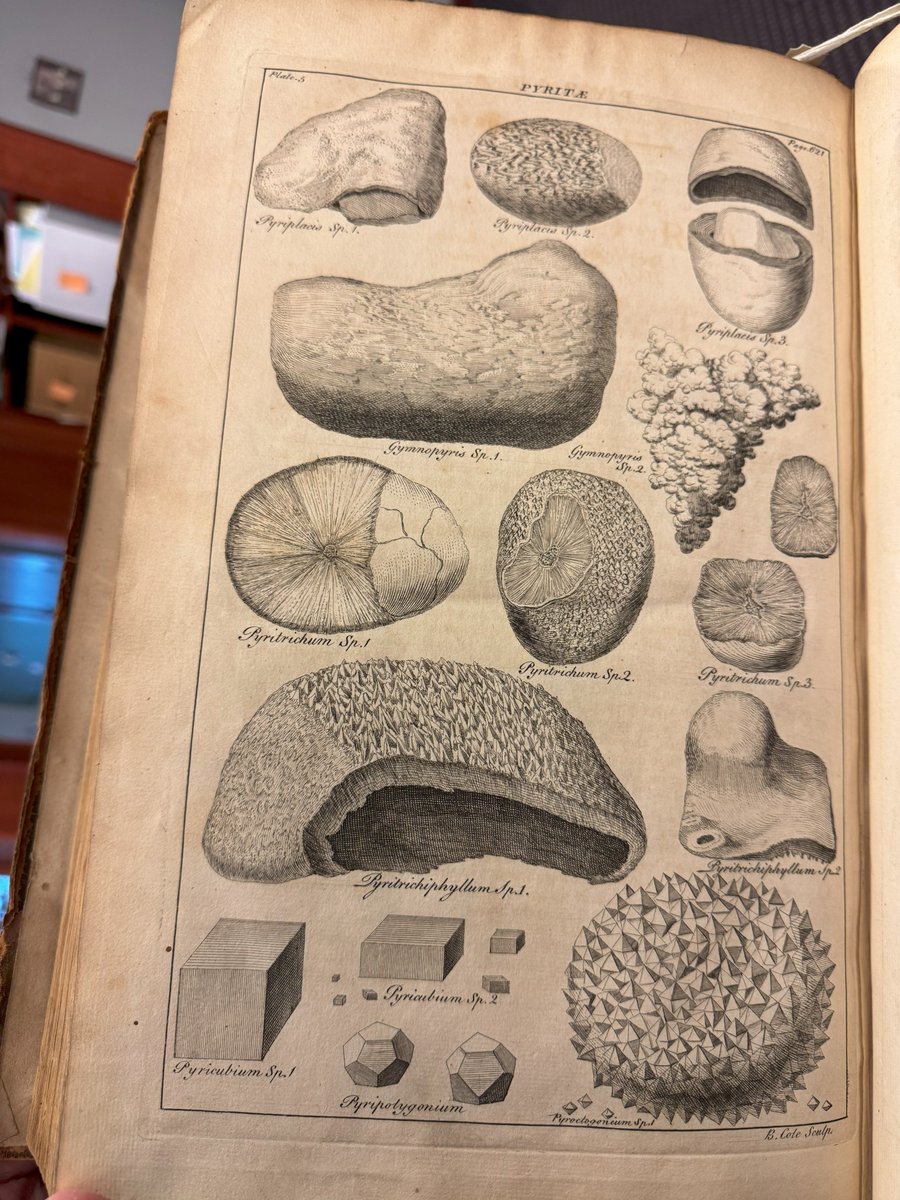 SwemSCRC's tweet image. It&apos;s #NationalFossilDay so we bring you beautiful plates from the pages of John Hill&apos;s _A general natural history: or, New and accurate descriptions of the animals, vegetables, and minerals..._ (1748-1752). 🤩