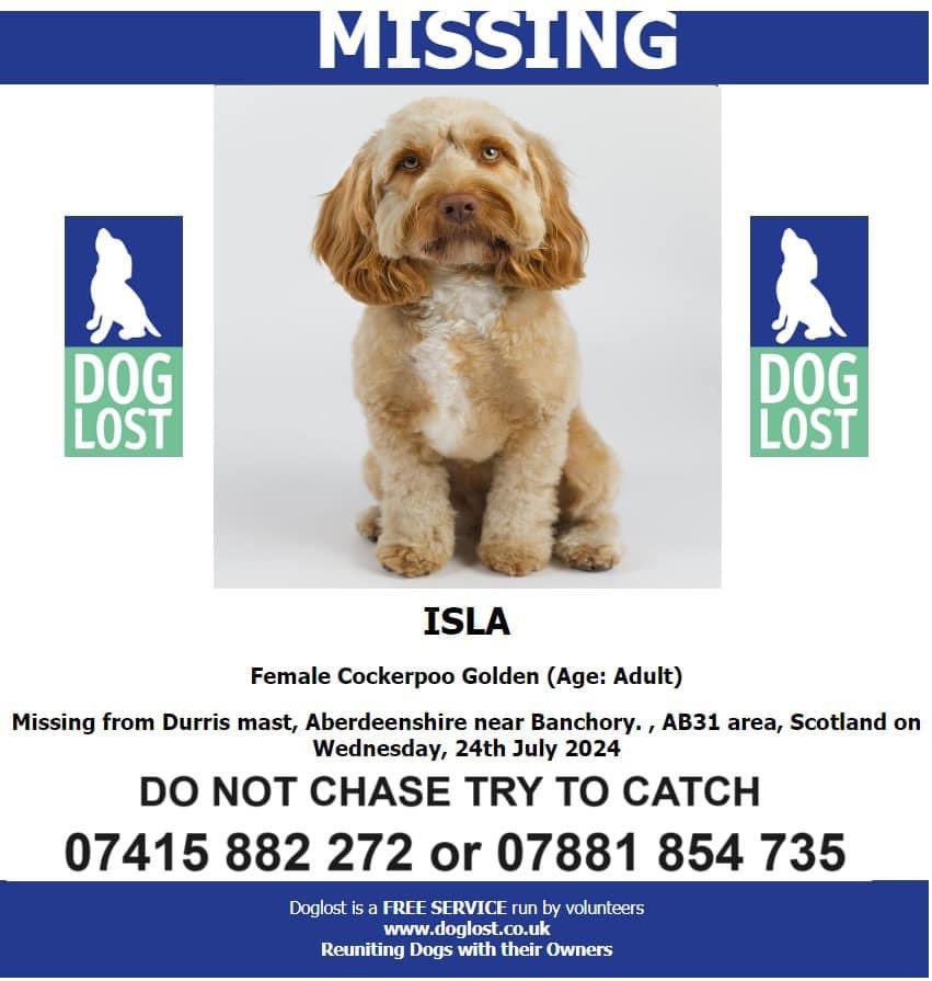 rosieDoc2's tweet photo. @AboyneGolf
pls RT TY 💔
Isla missing 12 weeks around #durridmast
She can be in #Durris , #banchory,#stonehaven, #aboyne,#glendye or on way to #Aberdeen
Sightings are needed
Tons of investigations and ppl working in background.
Call 07415882272/07881 854735
#SpanielHour https://t.co/U7K7fLzoPL