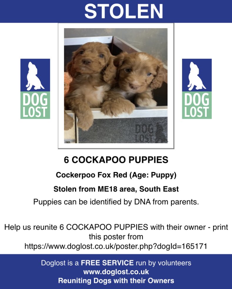 rosieDoc2's tweet photo. #SpanielHour 

6 #Cockapoo #PUPPIES #STOLEN 
FOX RED IN COLOUR (white markings) 
❌PUPS CAN BE IDENTIFIED BY #DNA FROM PARENTS❌
12/3/21 TAKEN IN HOUSE BURGLARY 
#Laddingford #KENT #ME18 

https://t.co/EXPruRElOj

@JacquiSaid @BitofDecorum @RachaelB100 @juliagarland73 @HunnyJax https://t.co/o8cCXrMJ2D