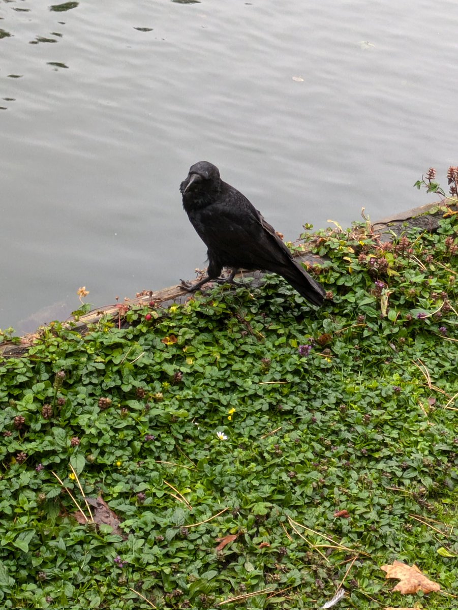 Lordimass tweet media