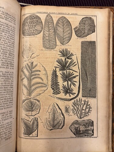 SwemSCRC's tweet image. It&apos;s #NationalFossilDay so we bring you beautiful plates from the pages of John Hill&apos;s _A general natural history: or, New and accurate descriptions of the animals, vegetables, and minerals..._ (1748-1752). 🤩