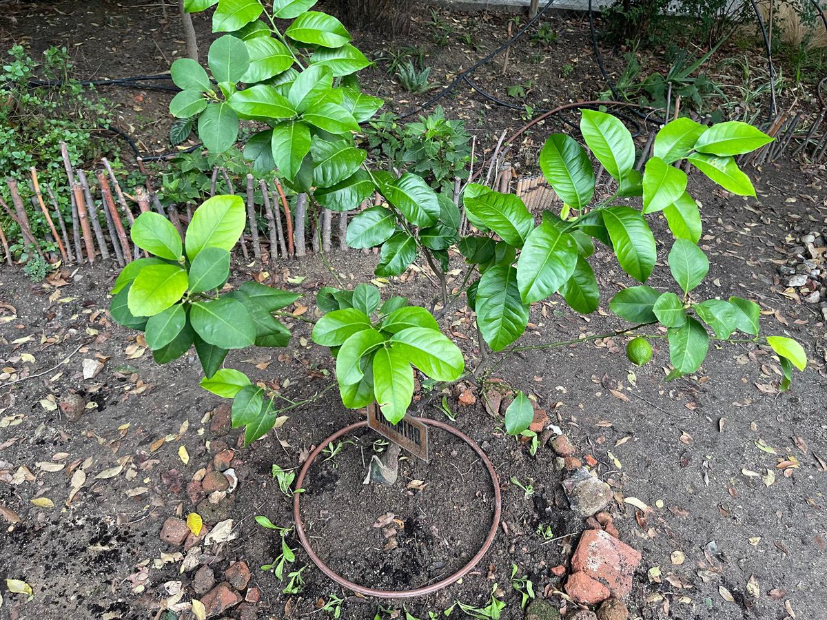 Hoy hemos tenido tarde de trabajo en el <a href="/HuertoRevoltosa/">Huerto La Revoltosa</a> con las “Familias Revoltosas” del SESI.
Después de un día de lluvia la tierra estaba perfecta para plantar en los alcorques. 
¡Lo hemos pasado muy bien!
🥰🌱