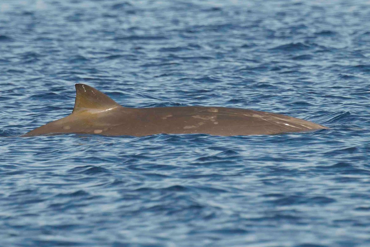 Nice encounter yesterday. Conducting research of beaked whales for our Vital Rates project addressing reproductive success and other vital life functions. This work includes using any skin samples collected for an epigenetics study to compare biological to chronological age.