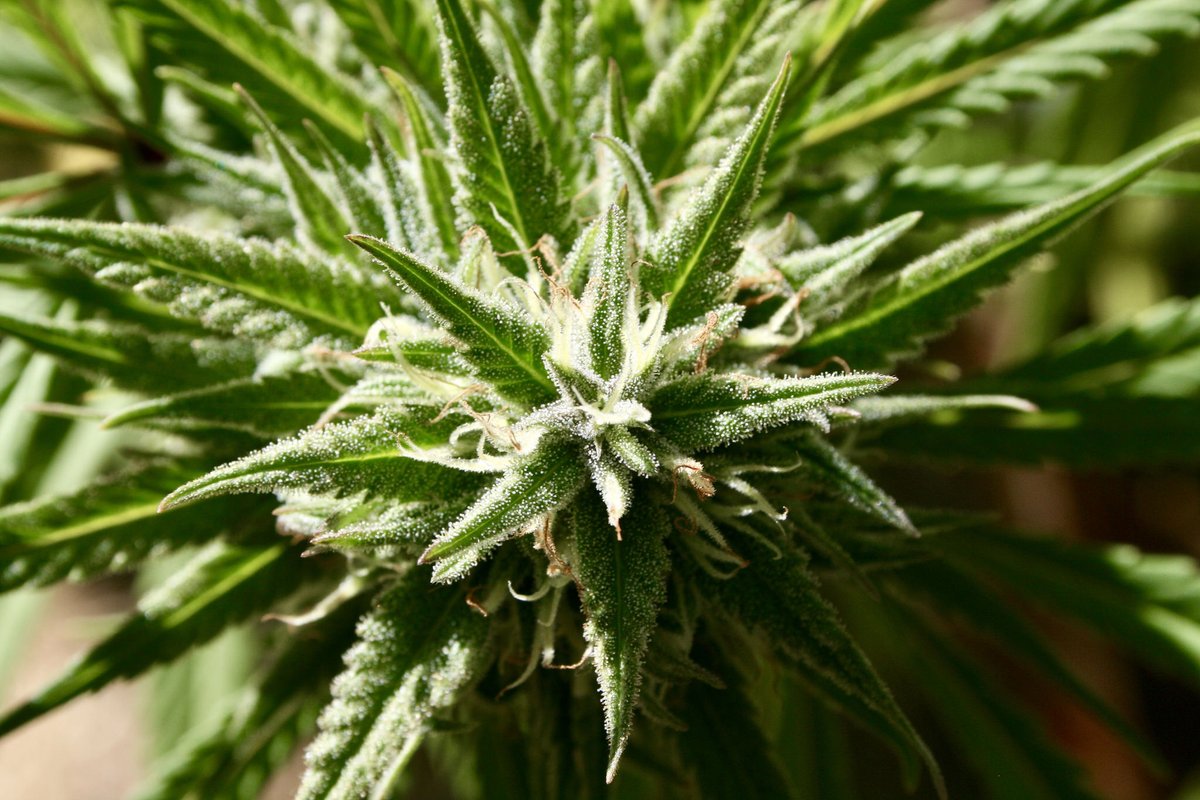 tomangell's tweet photo. The Florida marijuana legalization campaign released a new ad featuring former President Donald Trump endorsing the measure on the November ballot. 

Another new spot shows a GOP state senator backing the reform.

https://t.co/oplovS50TF https://t.co/j1JrKsVPW3