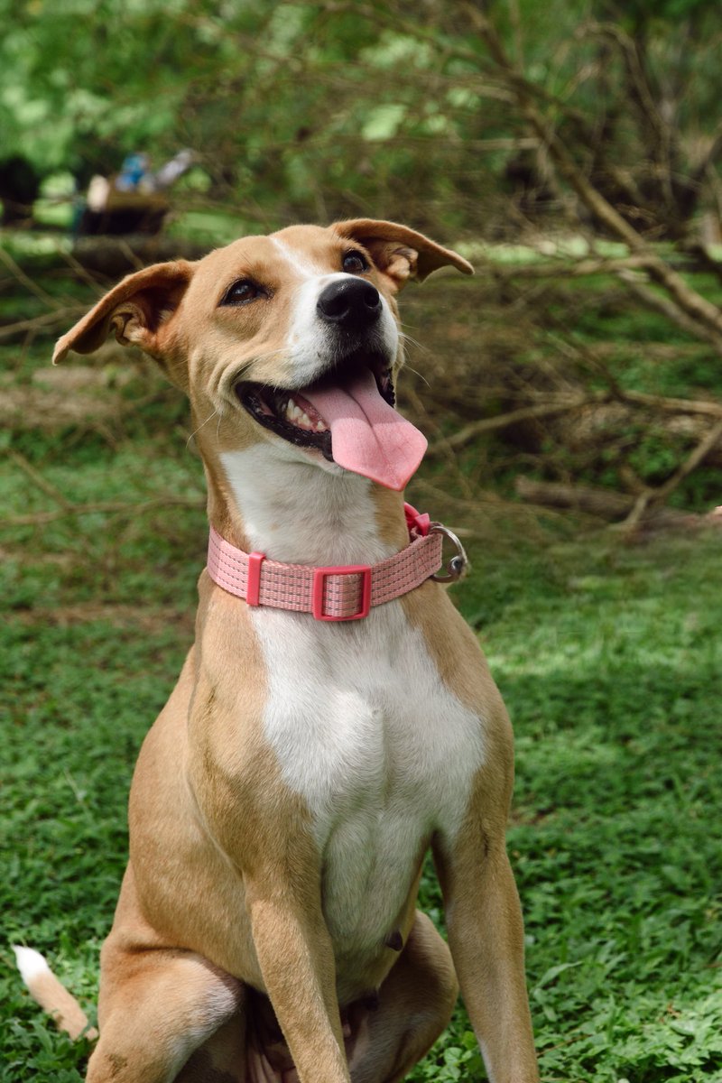 depataenpata_'s tweet photo. Necesitamos encontrar un hogar urgente para ADDIE. 🩷🥹 Porfavor compartir!! https://t.co/m2xZhZIQIj