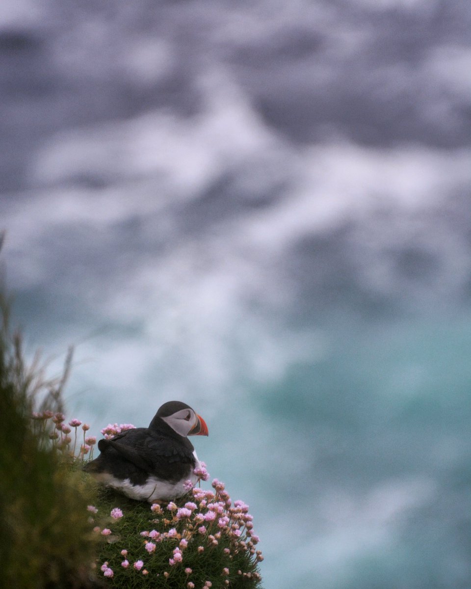 Most of what we know about Puffins comes from the brief time they are ashore for the breeding season. For the remaining 8 months they head out to sea, and they won’t see the cliffs again until the following April. We hope they fare well over the coming months. 
📷 Vicky Armstrong