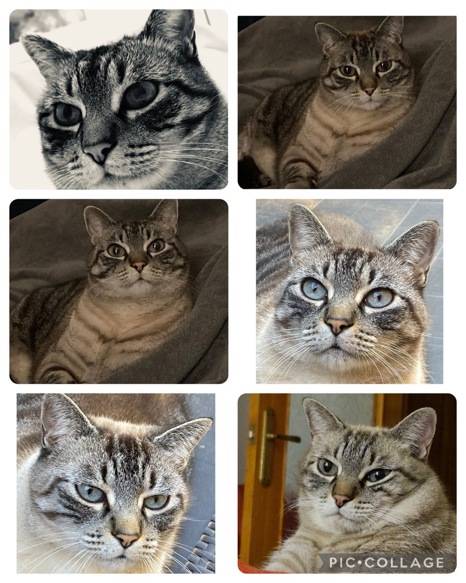 zarirullo's tweet photo. Busco nuevo hogar para Gandalf, un precioso gato muy limpio y tranquilo, sano, macho, castrado, con chip y cartilla de vacunación, de 2013.
Esperamos poder encontrar un hogar de adopción, para que pueda seguir dando momentos felices y sobretodo, seguir siendo un gato feliz. https://t.co/nh0Cq7euvL