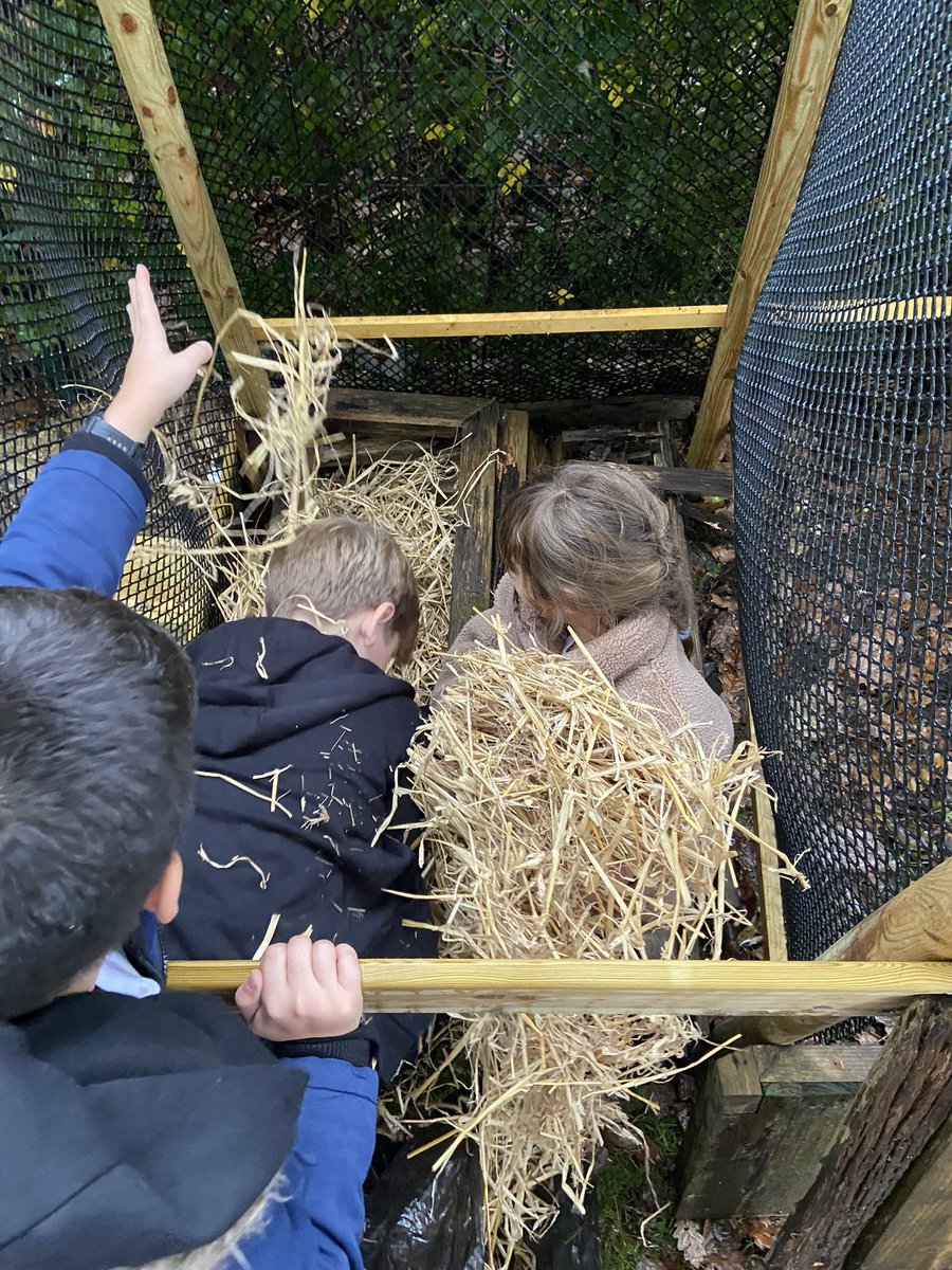 TaylormadeOL's tweet photo. Gardening and Environmental club @st_michaels_ce have been busy finishing off the new hedgehog shelter/leaf composter! 🦔 Dry straw for the bedding, reclaimed wood roof then leaves, leaves and more leaves! 🍁 🍃🍂 https://t.co/QncvSX4gyB