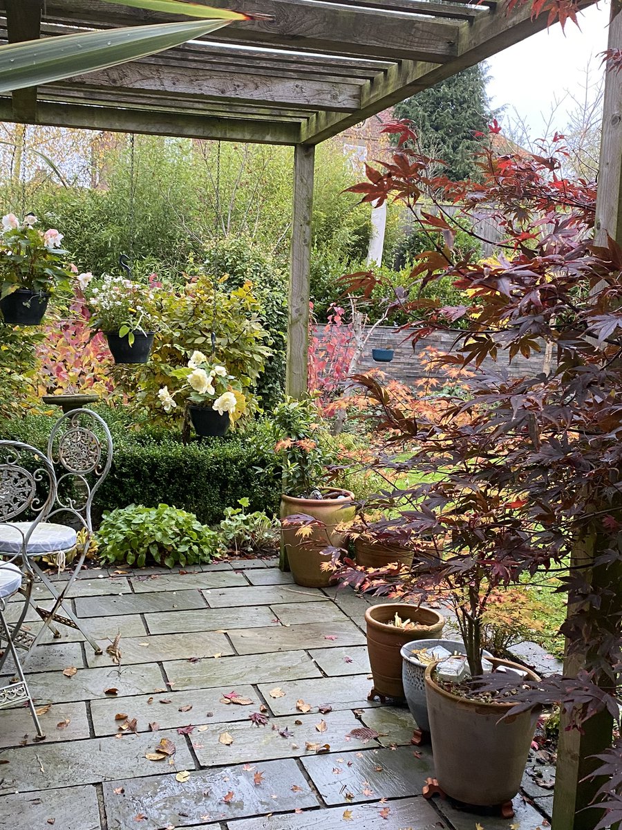 RidsdaleAndrea's tweet photo. I love this autumnal view from my kitchen ๐#autumncolors #GardeingTwitter #gardening https://t.co/bEWNtSSUys