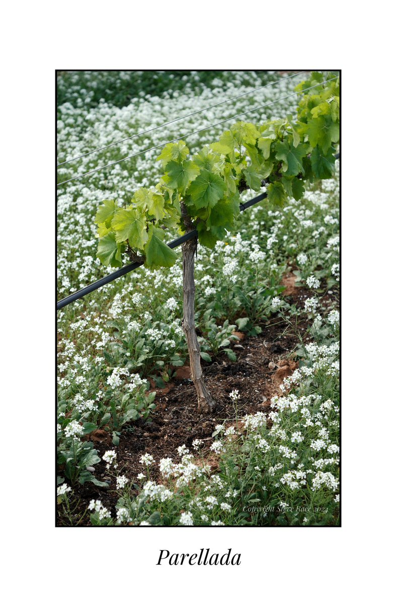 CampdEstrelles's tweet image. Five of the #Parellada have made a comeback following the autumn rains. I can’t help thinking that they will be forever debilitated, but that won’t stop me nurturing and pandering to their every need…
😉🍇🇪🇸
#viticulture