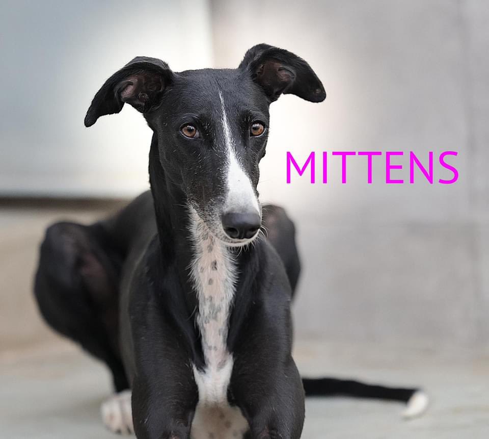 Drum roll please… and here they are. Mum is called Mittens and the two girls Leggings and Socks 🧦❤️ 
All up for adoption ❤️