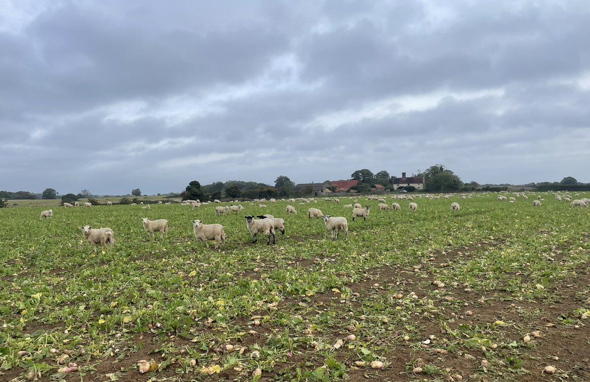 Store lambs have settled in well onto their new diet of turnips, peas and a few left over carrots from a few months back #sheep #soil #nutrientcapture <a href="/natsheep/">National Sheep Association</a> <a href="/LEAF_Farming/">LEAF</a>