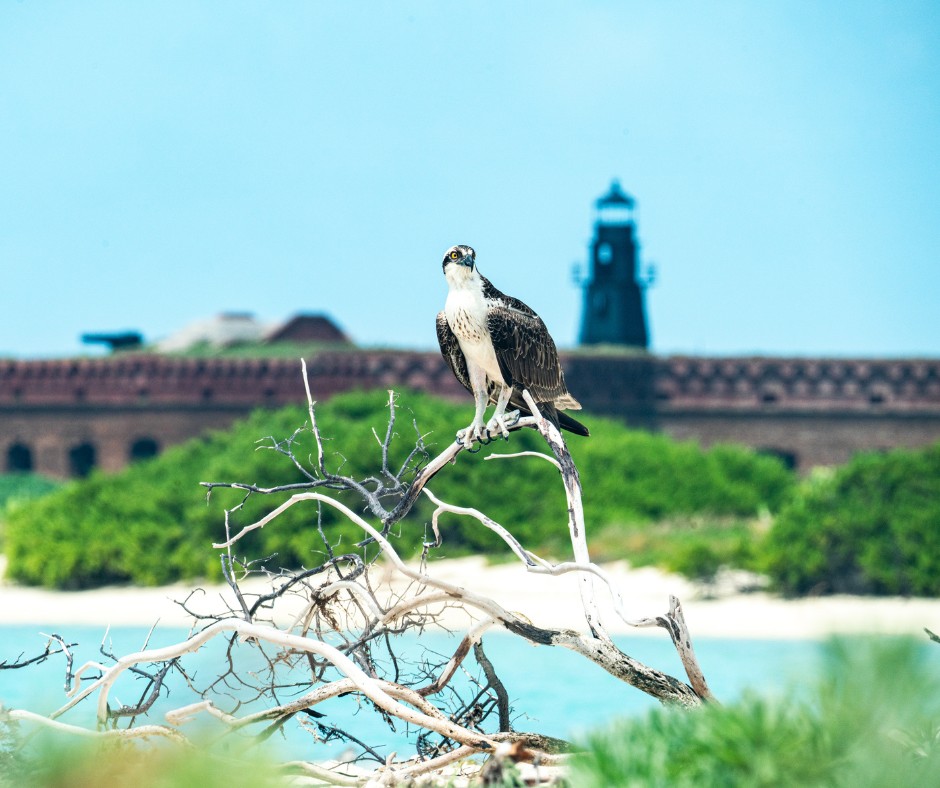 Florida Humanities (@flhumanities) on Twitter photo Take an immersive journey into the stunning and fragile ecosystems of #DryTortugas #NationalPark in the newest #book co-published by #FLHumanities and <a href="/floridapress/">University Press of Florida</a>.
Get your copy of "Dry Tortugas: Stronghold of Nature," by Ian Wilson-Navarro: bit.ly/3NrQm7u Take an immersive journey into the stunning and fragile ecosystems of #DryTortugas #NationalPark in the newest #book co-published by #FLHumanities and <a href="/floridapress/">University Press of Florida</a>.
Get your copy of "Dry Tortugas: Stronghold of Nature," by Ian Wilson-Navarro: bit.ly/3NrQm7u