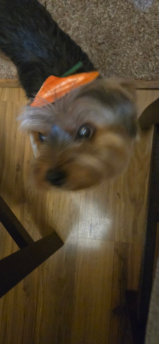 Azermalegacy's tweet photo. @PatrckStatic I got pet photos! I hope you're doing okay Pat! https://t.co/00OVWX6YZh