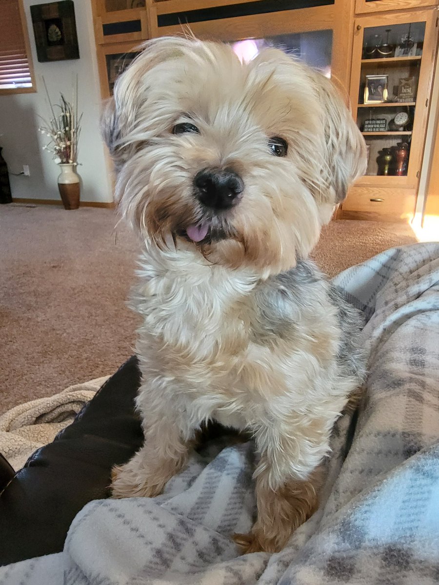 Azermalegacy's tweet photo. @PatrckStatic I got pet photos! I hope you're doing okay Pat! https://t.co/00OVWX6YZh
