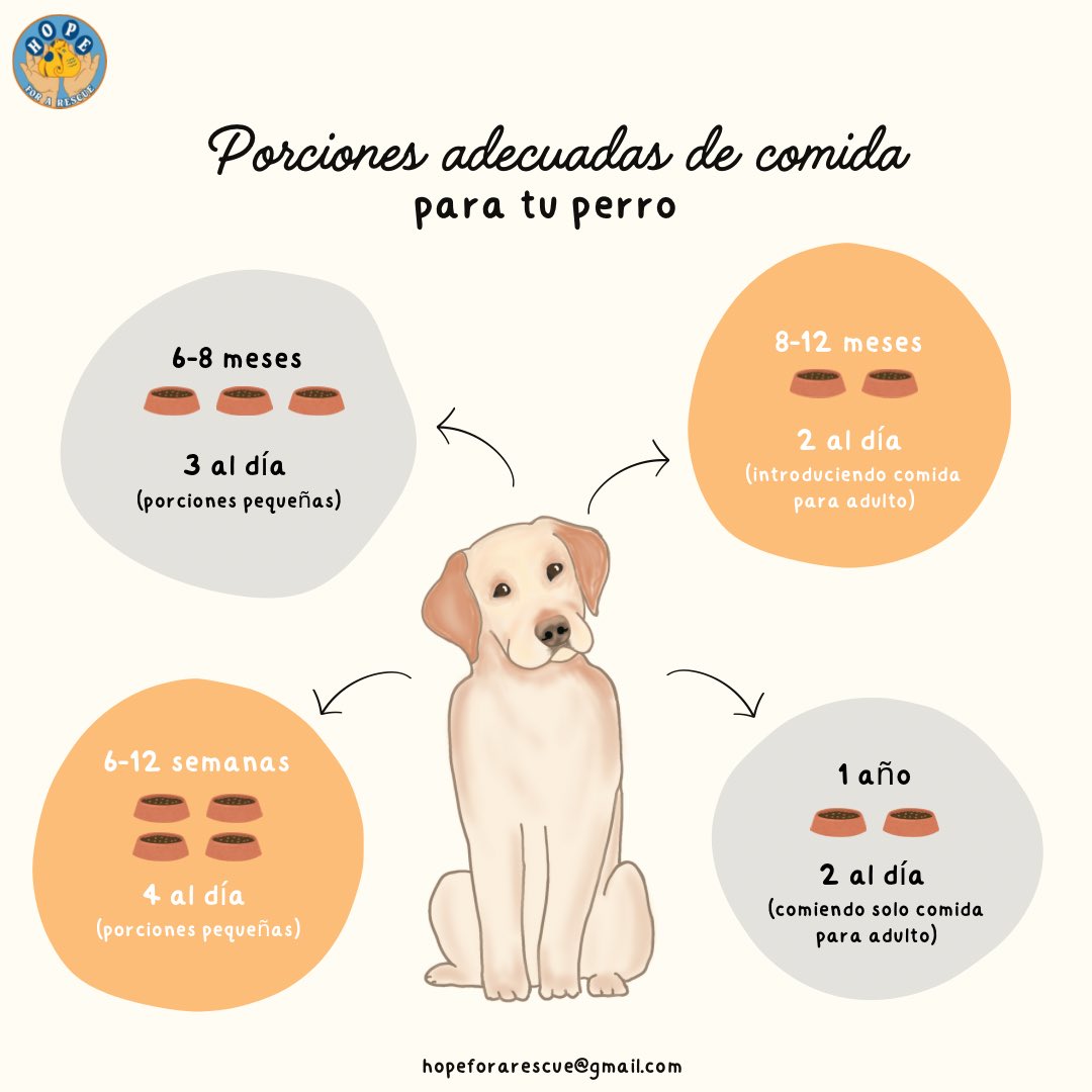 HopeForARescue's tweet photo. Conocer la condición corporal de tu mascota es esencial para asegurar su bienestar. ¿Tu perro tiene el peso ideal? Aquí te dejamos una guía rápida para identificarlo, además de las porciones adecuadas según su edad. 🐕❤️

#dog #dogcare #doghealth #dogfood https://t.co/Dd00wUnwJx