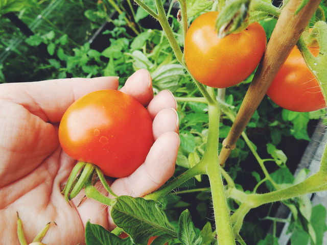 Neste #DiaMundialAlimentação, refletimos sobre os 733 milhões que passam fome. O Brasil, com sua potência agroalimentar, e os Países Baixos, com expertise em inovação agrícola sustentável, trabalham juntos para tornar o direito à alimentação uma realidade global 🇧🇷🤝🇳🇱