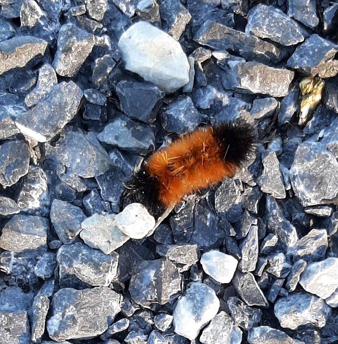 WomanWhimsical's tweet photo. Here's your annual PA woolybear caterpillar winter calendar 🤣 this year it says winter will be mild... https://t.co/My6fe7LTEa