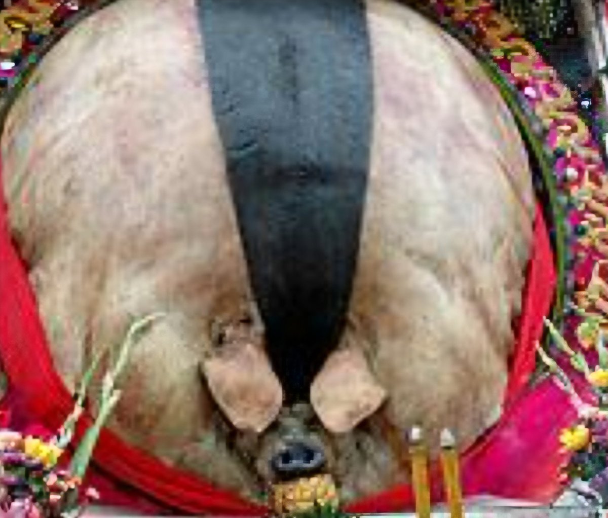 rallebolle's tweet image. Qu'est-ce qui est invisible et sent le maïs? 
Un pet de cochon.

Read More: jokes4us.com/blagues/animau…