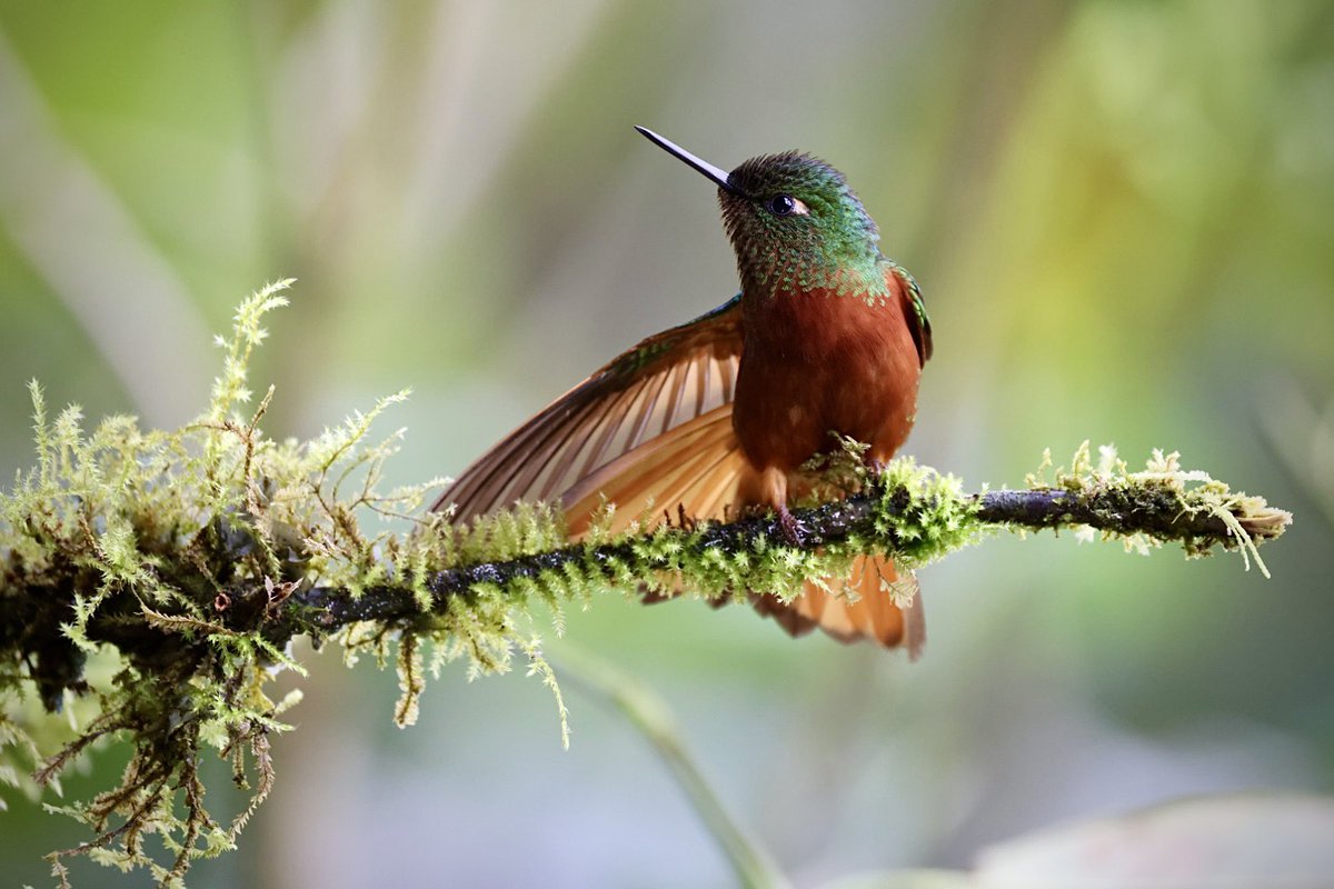 BIONORBY's tweet photo. @LillyTellez Queda invitada para observar aves en #Ecuador ☺️ uno de los 10 destinos megadiversos del planeta, con más de 1.700 especies de aves, aquí una muestra de tucanes y colibríes en las estribaciones de Los Andes 🏔️ 🌋 hacia el Pacífico - Chocó y hacia el Atlantico - Amazonía saludos! https://t.co/PEUwClvKfa