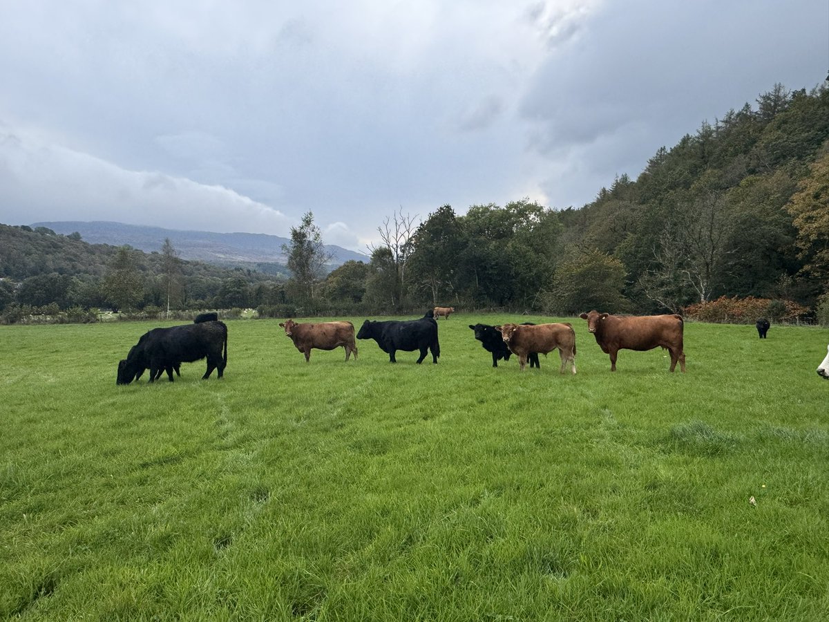 Hopefully have another few weeks grazing 🤔