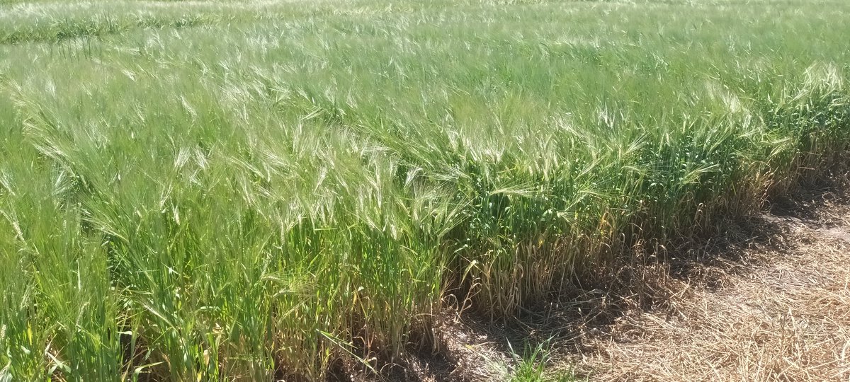 Andres Berger tweet media