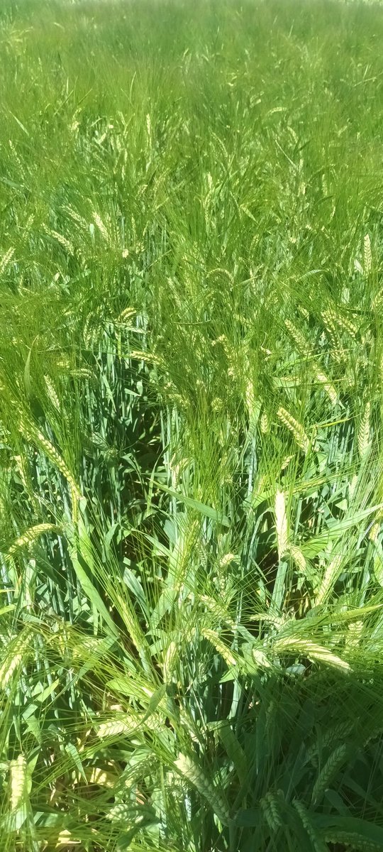 Este año retomamos los experimentos de respuesta a N en cebada. Estamos generando informacion para la validacion de Optifert-N en cebada.