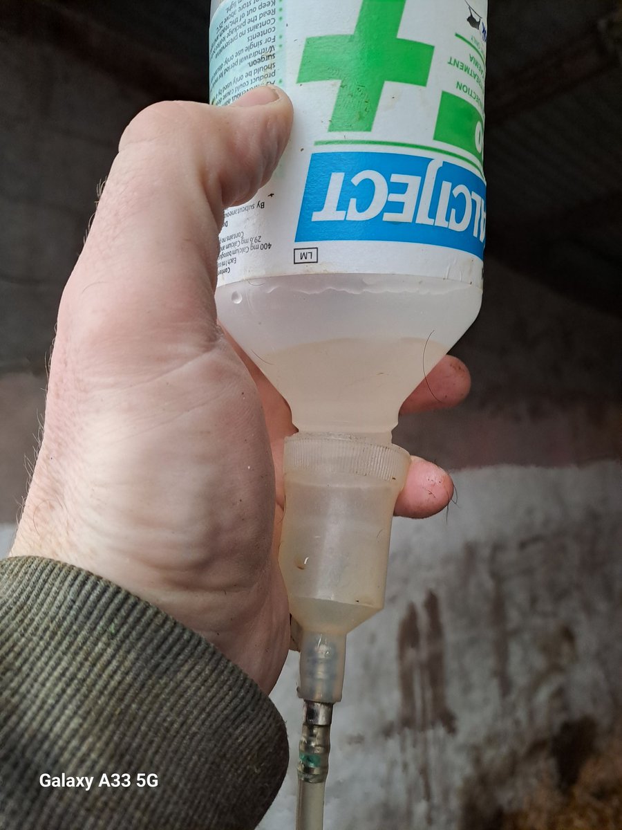 CiaranOShea11's tweet photo. She's an absolute unit💪
She's flighty as all hell😣
She's calved arse in the corner🙄 AGAIN 🤬
She got milk fever🙄
AGAIN🤬
She doesnt like me🤔
I don't like her🤔
Could be her last rodeo here🤷♂️
She's a Perseus 🫣🫣
#thejoys #calving24 #teamdairy https://t.co/J6Lz4U0EVG