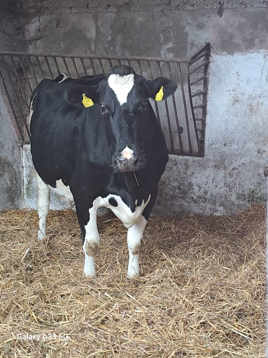 CiaranOShea11's tweet photo. She's an absolute unit💪
She's flighty as all hell😣
She's calved arse in the corner🙄 AGAIN 🤬
She got milk fever🙄
AGAIN🤬
She doesnt like me🤔
I don't like her🤔
Could be her last rodeo here🤷♂️
She's a Perseus 🫣🫣
#thejoys #calving24 #teamdairy https://t.co/J6Lz4U0EVG