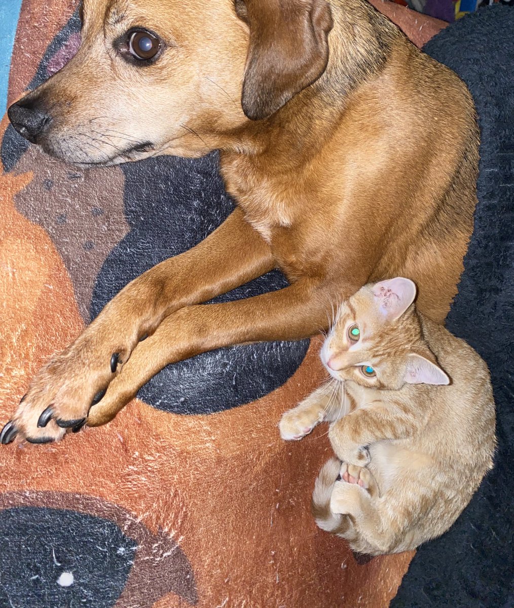 Matt Ramsey tweet media