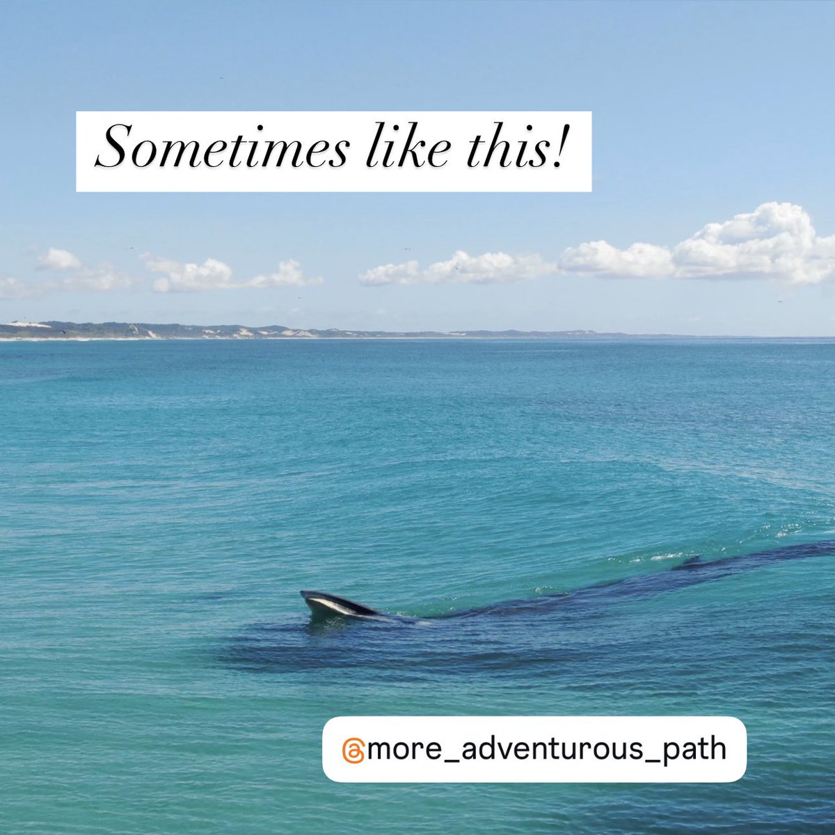 NEW WHALE RESEARCH
This is the first dedicated study of Bryde’s whale occurrence and foraging behaviours on the Australian east coast, which could help reshape conservation efforts and inform government policies. 

I spoke with THE <a href="/ThomasOriti/">Thomas Oriti</a> this morning..

#whaleon